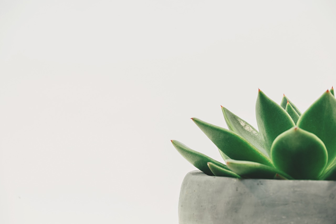 Groene kamerplanten in een moderne woonkamer.