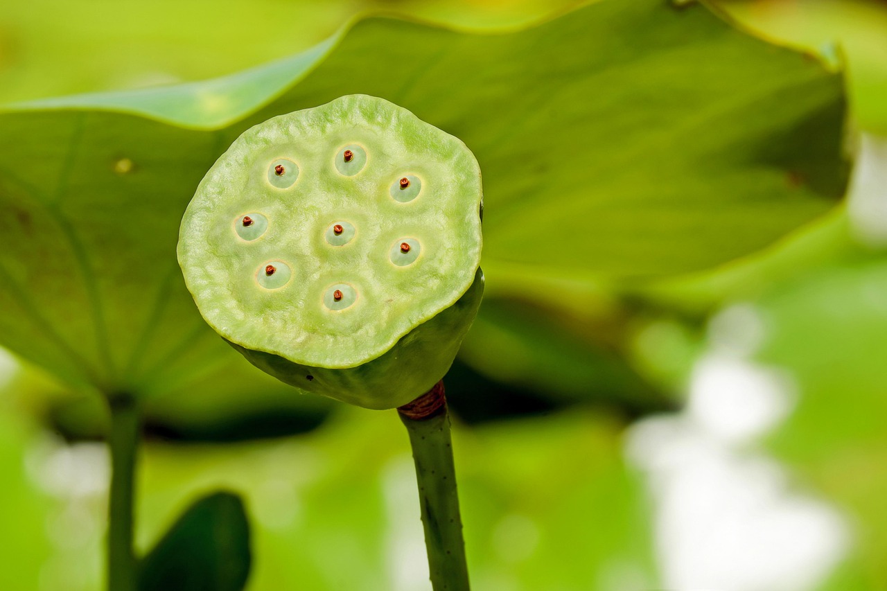 Lotusbloem omringd door groene bladeren.