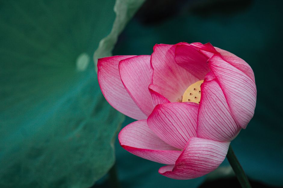 Close-up van lotusbloem met ochtenddauw.