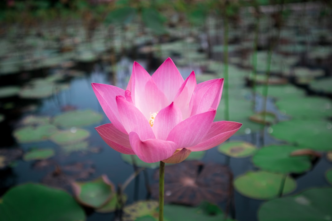 Roze lotusbloem bloeit in zomertuin.