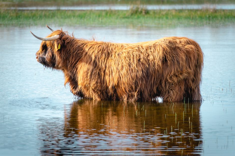 Beeldhouwwerk Schotse hooglander in industriële stijl. Beeldhouwwerk Schotse hooglander in industriële stijl.