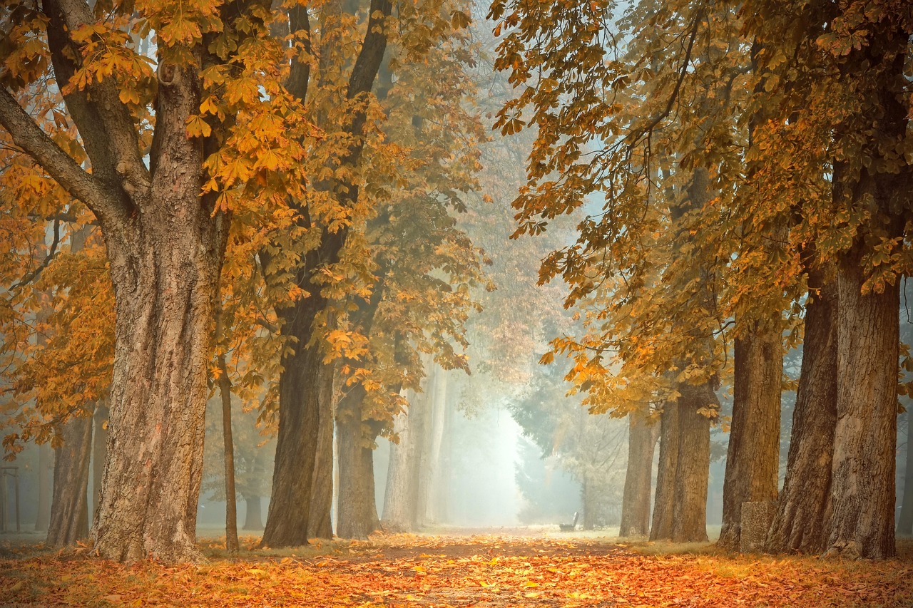 Zacht herfstlicht verbetert stemming en welzijn. Zacht herfstlicht verbetert stemming en welzijn.