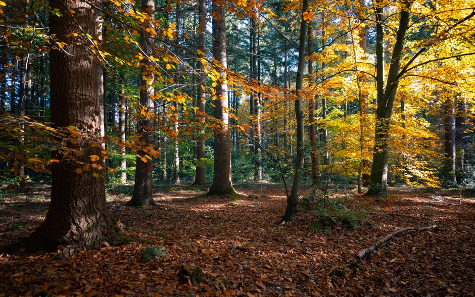 Verlichte pompoenen verhogen herfstgemoedsrust buiten. Verlichte pompoenen verhogen herfstgemoedsrust buiten.