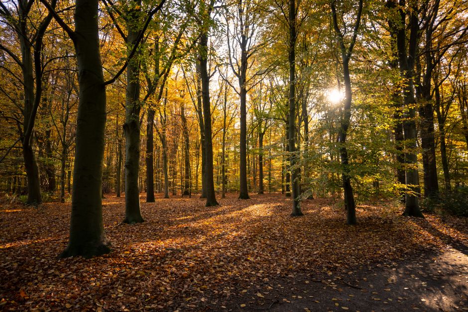 Kaarsen creëren warme herfstgemoedsrust in de avond. Kaarsen creëren warme herfstgemoedsrust in de avond.