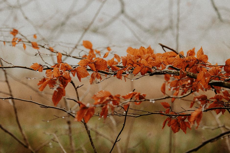 Natuurlijke geurzakjes gevuld met herfstkruiden. Natuurlijke geurzakjes gevuld met herfstkruiden.