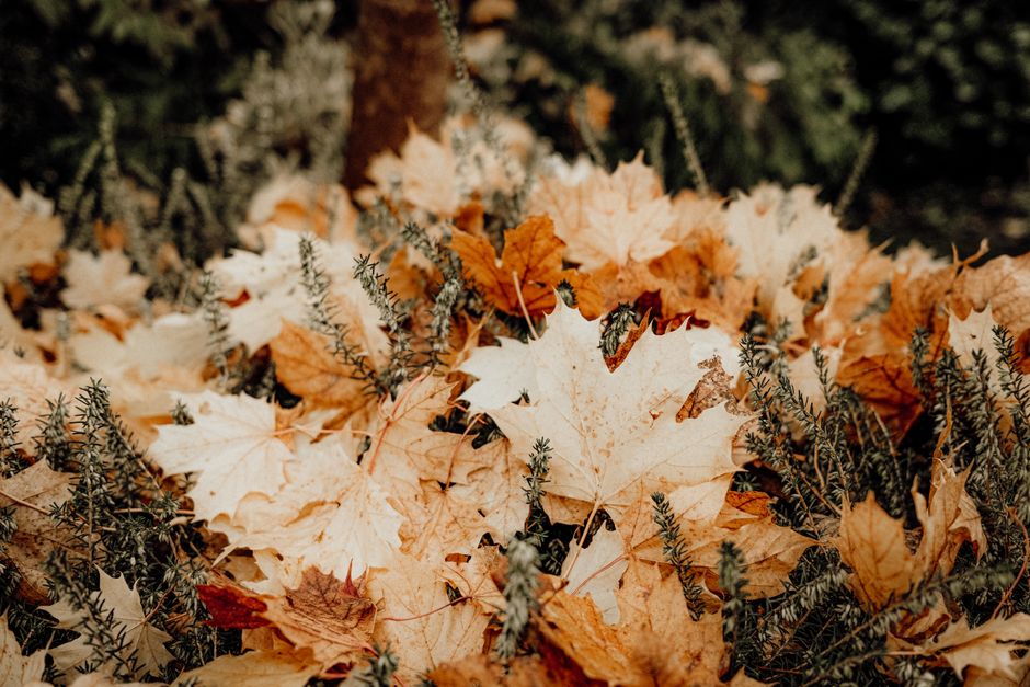 Handgemaakte kaarsen met natuurlijke herfstgeuren. Handgemaakte kaarsen met natuurlijke herfstgeuren.