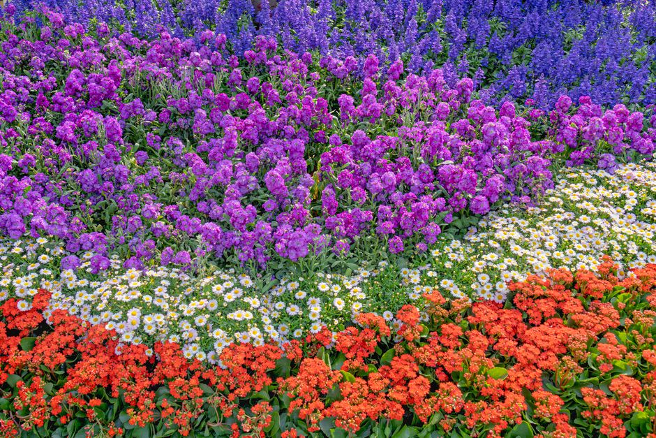 Vrolijke nazomerbloemen kleuren herbergtuin. Vrolijke nazomerbloemen kleuren herbergtuin.