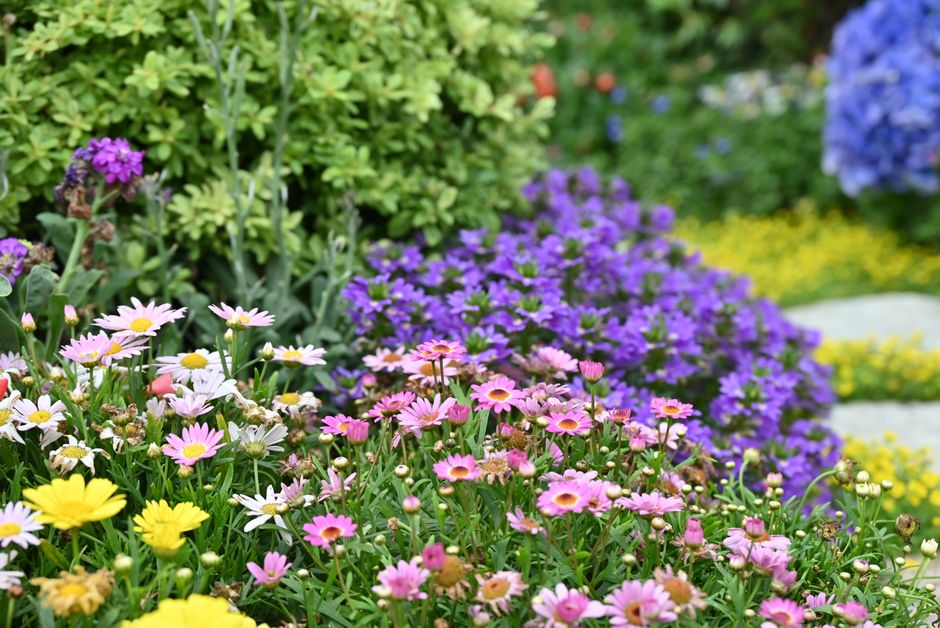 Herbergtuin met kleurrijke late zomerbloemen. Herbergtuin met kleurrijke late zomerbloemen.